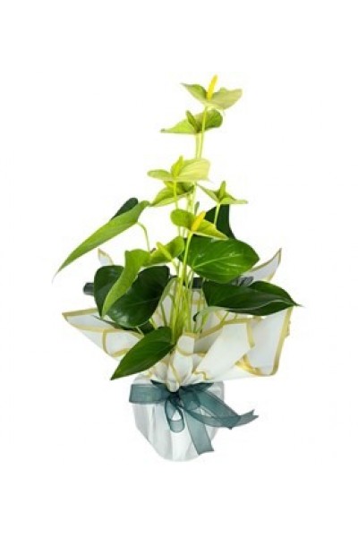 Beyaz Antoryum Çiçeği