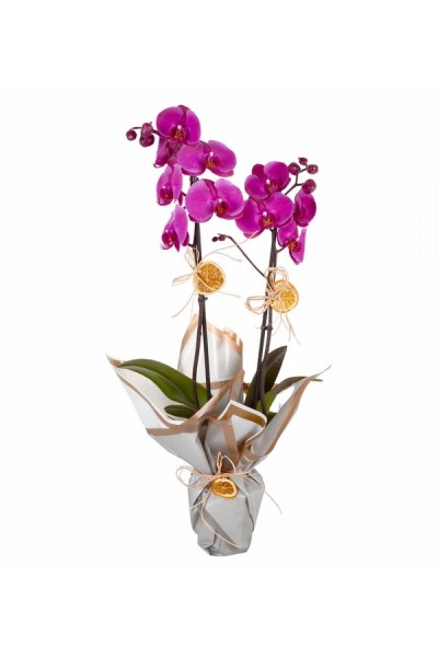 Beyaz Kağıtlı Çift Dallı Orkide