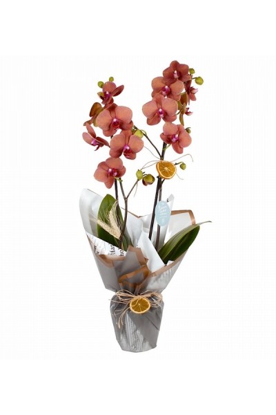 Çift Dallı Ateş Rengi Orkide
