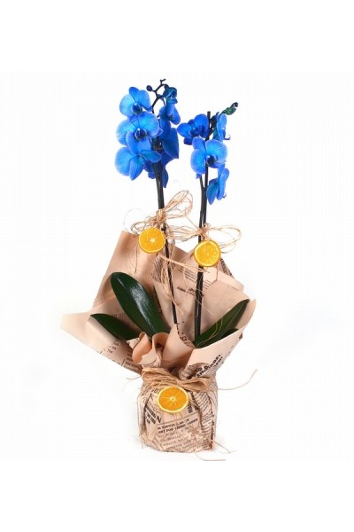 Çift Dallı Mavi Orkide