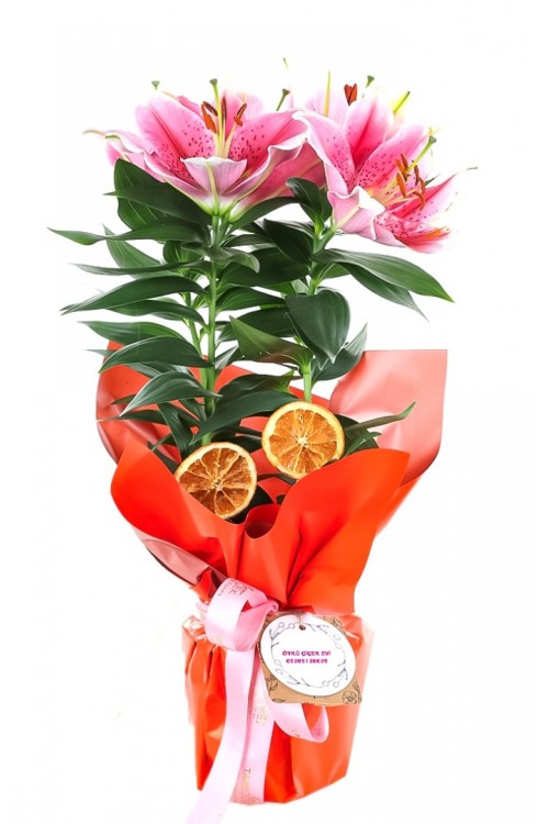 Pembe Lilyum Saksı Çiçeği