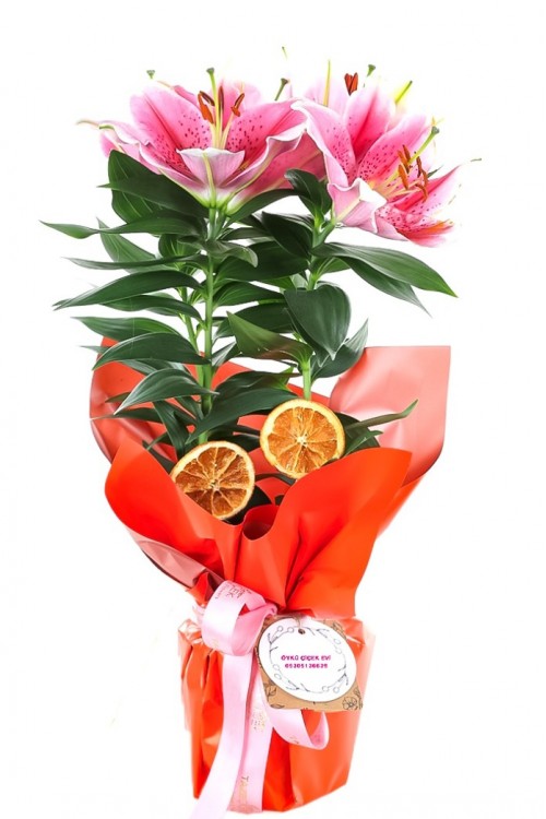 Pembe Lilyum Saksı Çiçeği