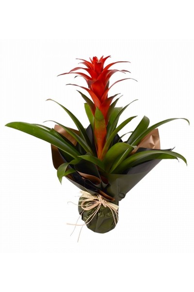 Guzmanya Saksı Çiçeği