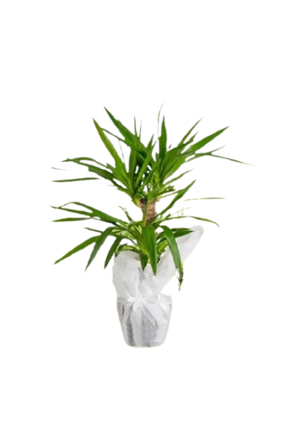 İkili Yuka Saksı Çiçeği