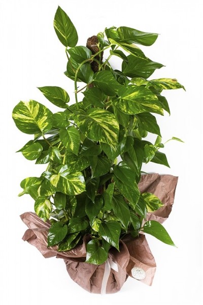 Patos Saksı Çiçeği