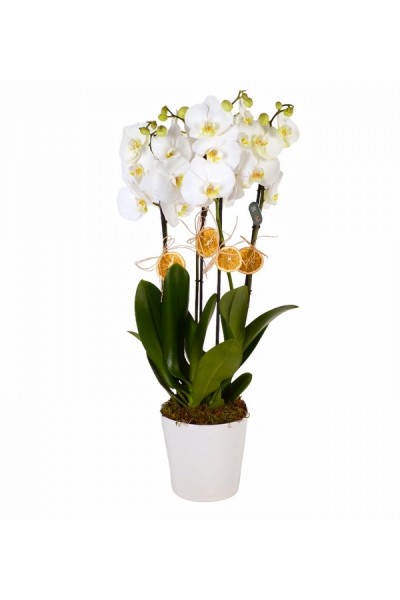 Saksıda 4 Lü Beyaz Orkide