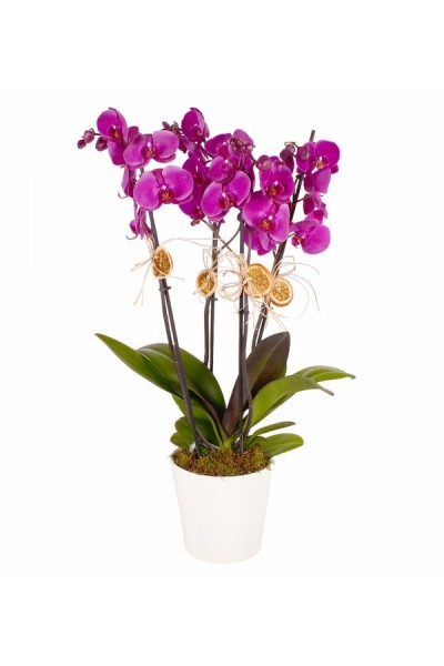 Saksıda 4 Lü Mor Orkide