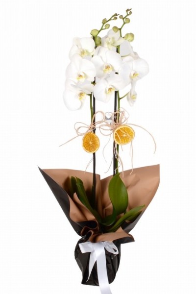 Siyah Kağıtlı Çift Dal Beyaz Orkide