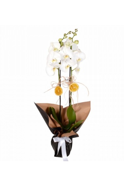 Siyah Kağıtlı Çift Dal Beyaz Orkide