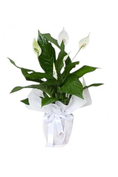 Spatifilyum Barış Çiçeği